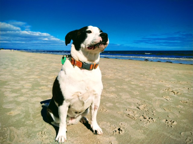 Obligatory dog tax Dog at the beach looking into the distance.
